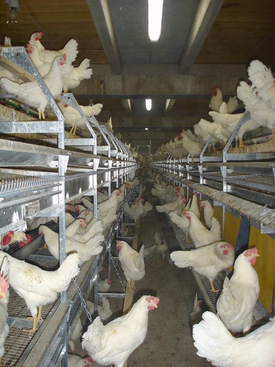 Salmet - Poultry Cage Free System - Combi Barn Aviary System ...
