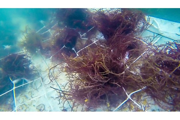 AlgaeVeg - Nova Substrates - 2D Cultivation Substrates by ...