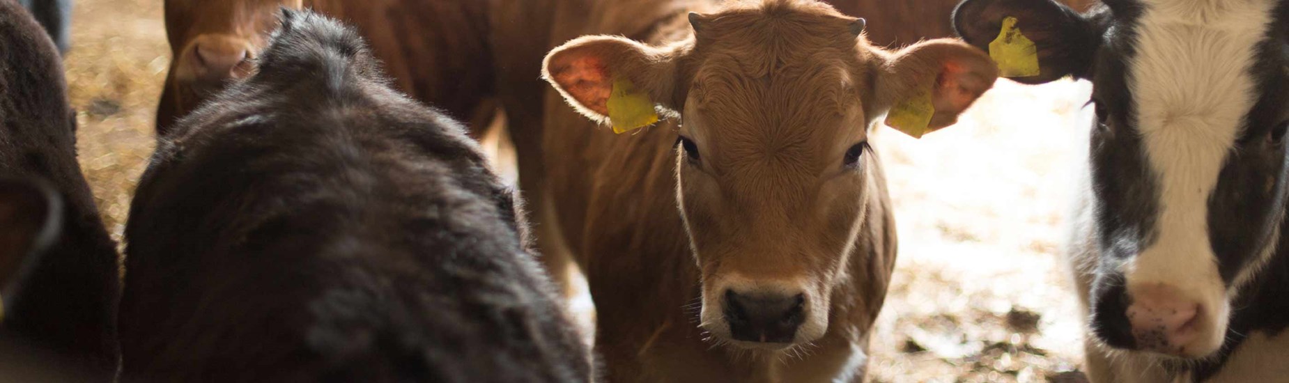 Hamlet HP 300 Ruminants Calf PreStarter Feed By Hamlet