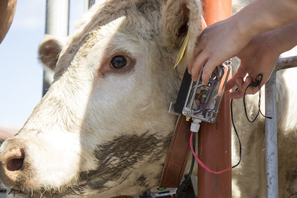Calving MultiSensory Collar by Calving Technologies, LLC