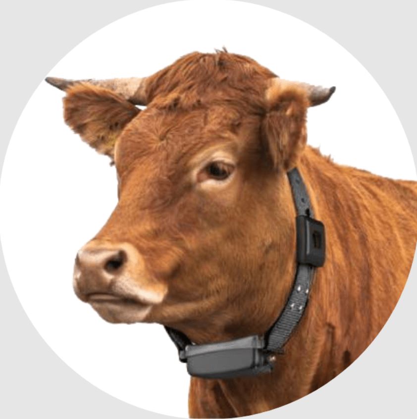 LoRaWAN Livestock Farming GPS Cattle Collar by Agriseen