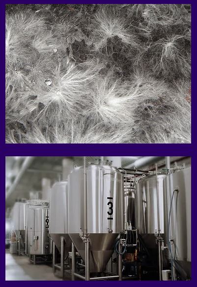 Planetary - Biomass Fermentation Technology By Planetary