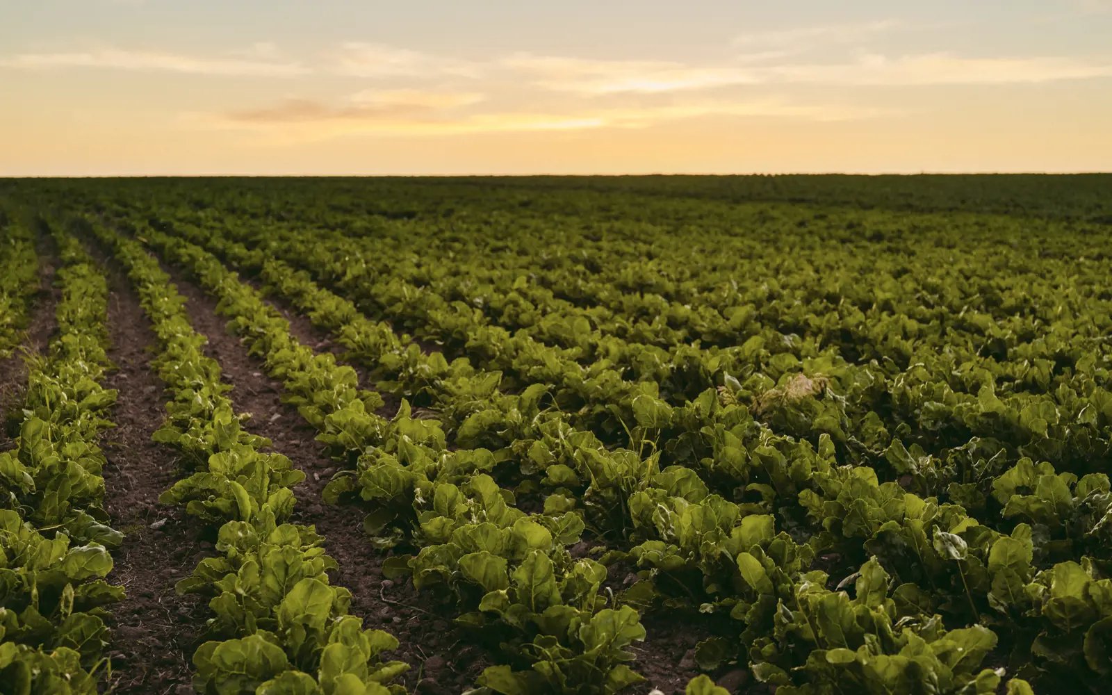 Bio-Fertiliser - Biohumus by Biokraft International Ab