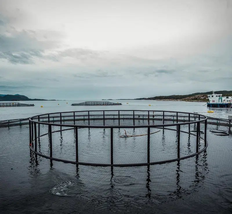 OptoScale Seamless and Integrated Solution for Fish Farming