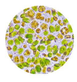 Megasupply LPB Frozen Shellfish Microalgae For Larval Shrimp