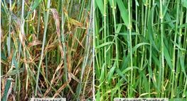 Adexar Highly Effective Fungicide