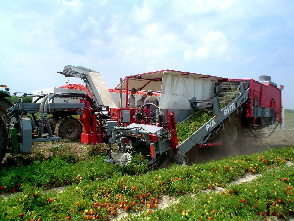 Pik Rite - 190 - Tomato Harvesters - Tomato Harvester By Pik ...