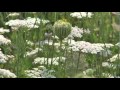 Kverneland FHP - Video
