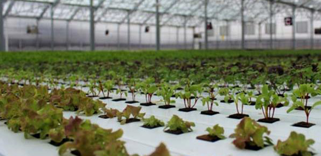 Water Heating Systems for Hydroponics and Water Cooling