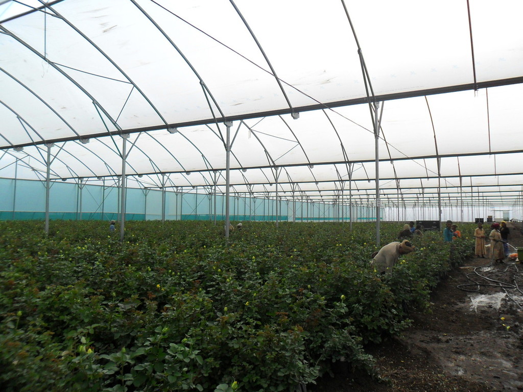 Tube 12.80 Greenhouses Fix Ventilation Greenhouse by