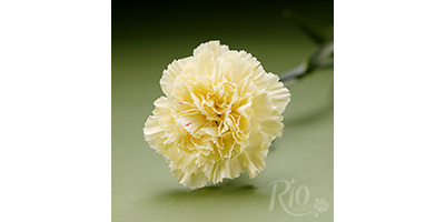 Equiflor Rio Roses Christina by Equiflor Corporation- Rio Roses