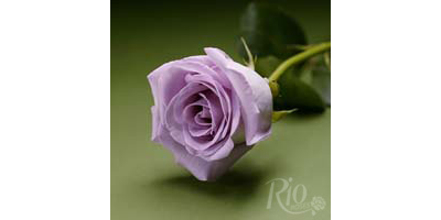 Equiflor Rio Roses Allure by Equiflor Corporation- Rio Roses
