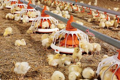 Fluxx 330 360 Big Dutchman Broiler Production