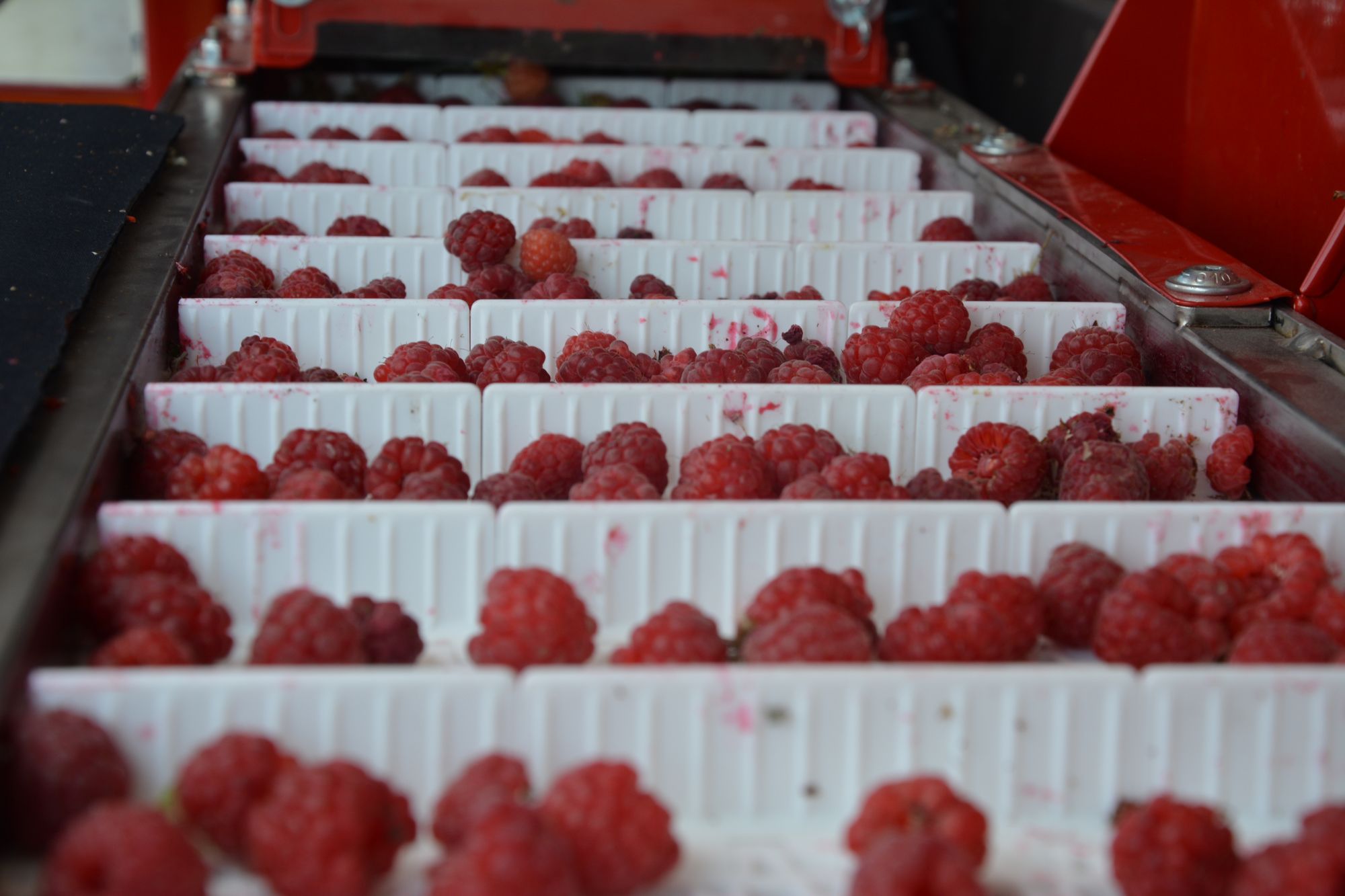 Red raspberries harvesting with KAREN harvester in the main