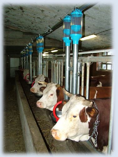 Falcon AC-PVC Fixed Housing Stalls