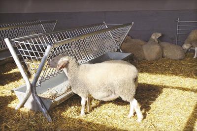 Two Side Sheep And Goat Feeder By Limk Ltd