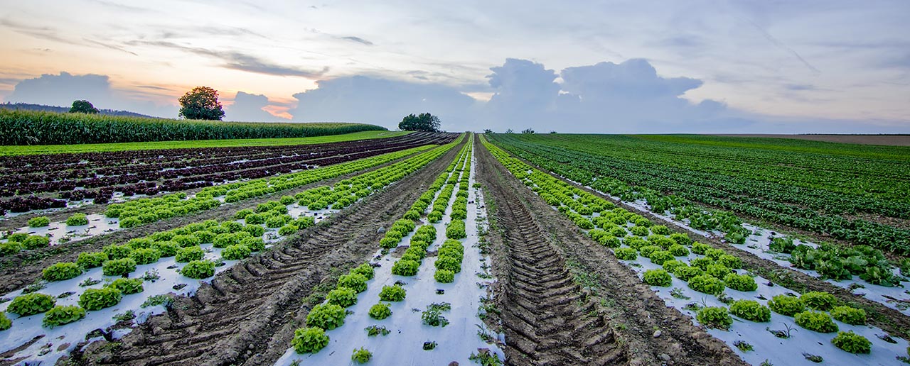 Bio Pesticides by Sage Agrotech Pvt. Ltd.