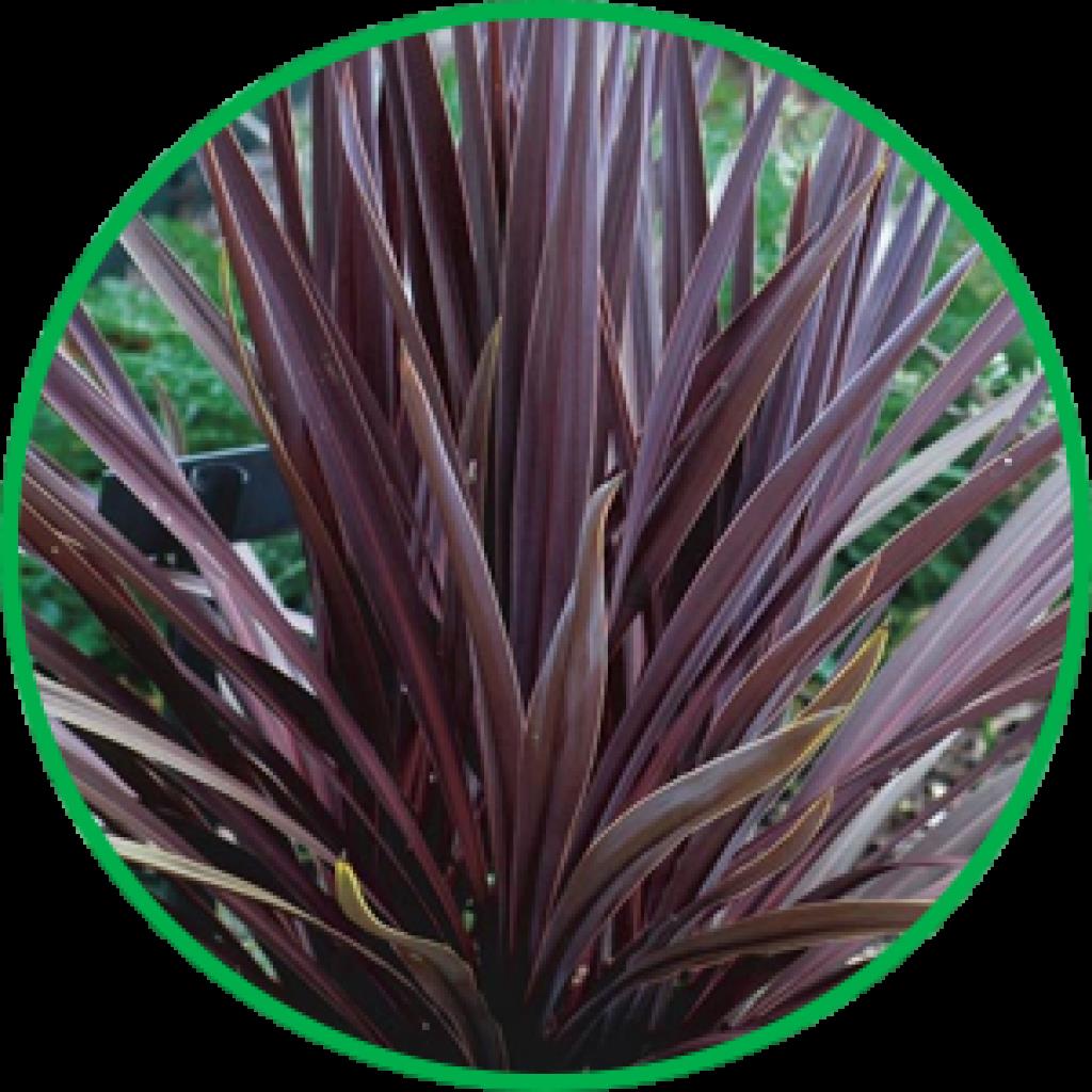 Plant Tissue Culture Ornamental Plants Ornamental Plants