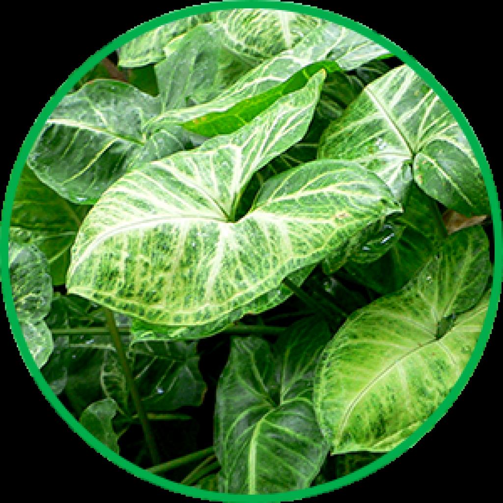 Plant Tissue Culture Ornamental Plants Syngonium by Kala