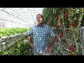 Hydroponic Farming: 
