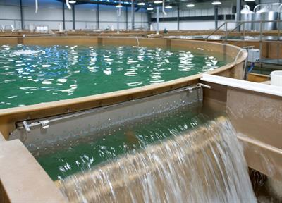Pranger Aquaculture Recirculating Aquaculture Systems
